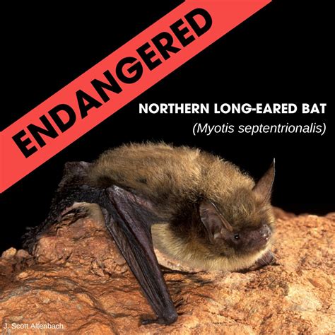 Bat Conservation International On Twitter Breaking News Today The