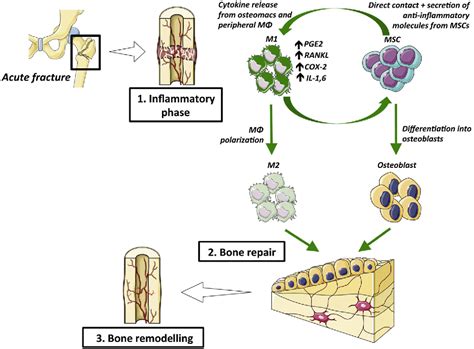 Figure 1 from Inflammation, ageing, and bone regeneration | Semantic ...