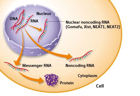 Intelligent Plants Use Proteins and RNA to Fight Invaders