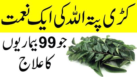 Curry Patta ke khane ke Fayde | Benefits of Curry Leaves Daily - YouTube | Health knowledge ...