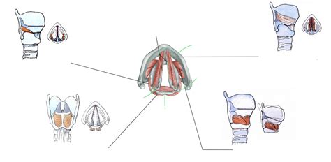 Isolated laryngeal muscles Diagram | Quizlet