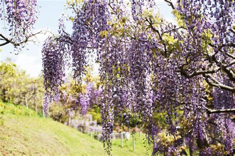 3 Best Spots To See Wisteria In Japan Fromjapan