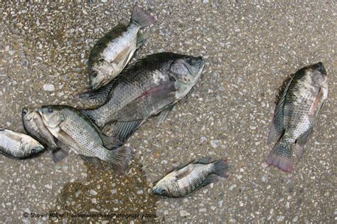 Fish Of Okinawa Okinawa Nature Photography