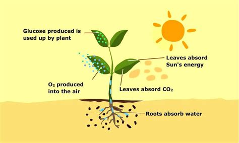 Chemical Equation For Photosynthesis With Words - Tessshebaylo