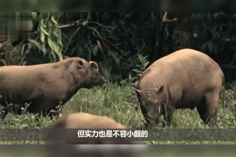 凶猛老虎大战野猪，场面难得一见，脖子瞬间被咬断！太残忍了