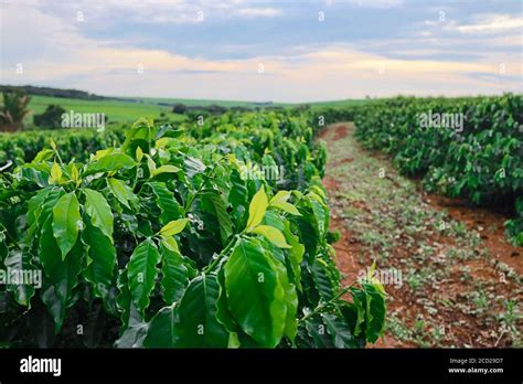 Coffee Farm Mexico Hi Res Stock Photography And Images Alamy