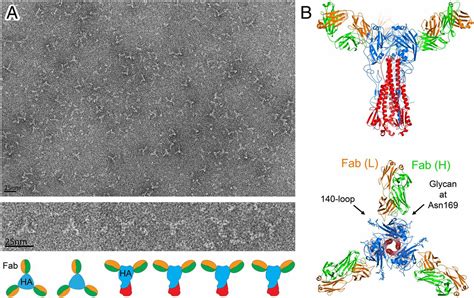 Structures Of Complexes Formed By H5 Influenza Hemagglutinin With A Potent Broadly Neutralizing