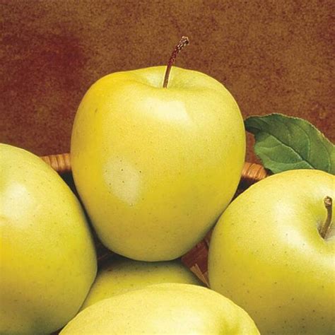 Gurney S Golden Delicious Reachables Apple Dormant Bare Root Bare Root