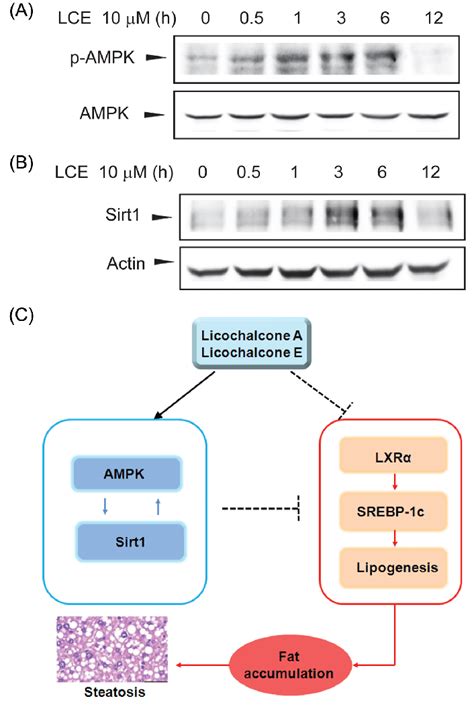 The LCE Induced Activation Of AMPK And Sirt1 A Immunoblot Analysis