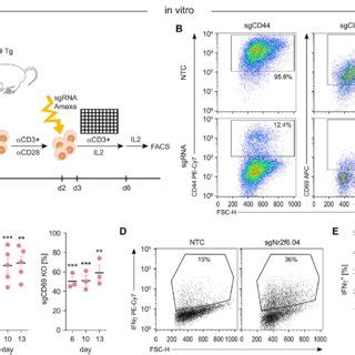 Validation Of Sgrnas Mediated Knockout Targeting Nr F In Primary