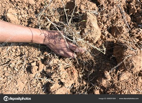 Farmer Removes Weeds Field Soil Preparation Planting Farmer Preparing