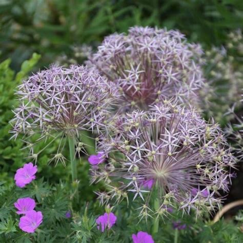 Votaniki Allium Giant Christophii Bulbs Spectacular Blooms Perennial