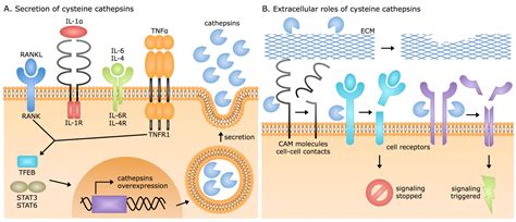 Cells Free Full Text Cysteine Cathepsins And Their Extracellular