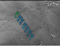 shows  microanalysis    points