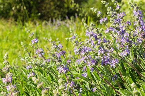 Cómo cultivar y cuidar la salvia de Cleveland