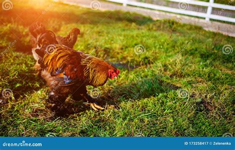 Chicken and Rooster on a Farm Stock Image - Image of domestic, organic ...