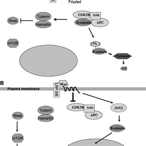 The Canonical Wnt Wntβ Catenin Signaling Pathway Adapted From Ref Download Scientific