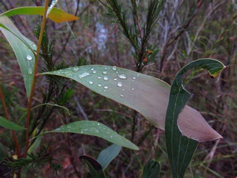 Berowra to Berowra Waters (GNW) - Aussie Bushwalking