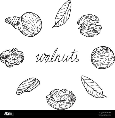 Set Of Walnuts On A White Background Hand Drawn Vector Illustration