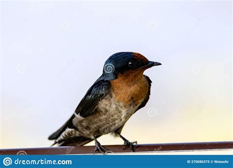 Pacific Swallow Hirundo Tahitica Sitting On A Road Sign Stock Image