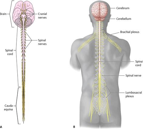 Chap 5 And 6 Central Nervous System Flashcards Quizlet