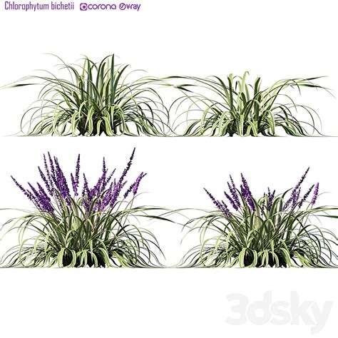 Chlorophytum Bichetii Grass 3D Model