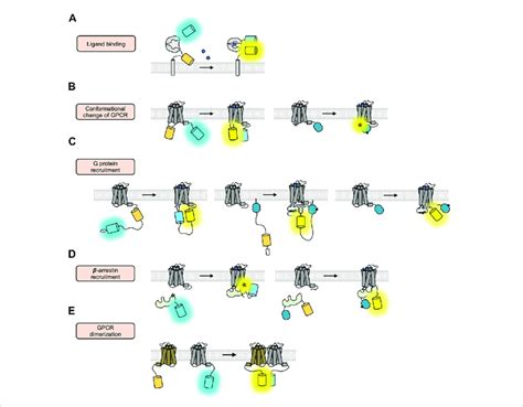 Fret Bret Based Gpcr Biosensors A Schematic Design Of The Download Scientific Diagram