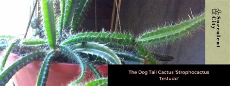 Descubre El Sorprendente Cactus Cola De Perro Strophocactus Testudo