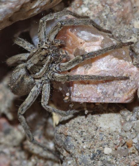 Wolf Spider Schizocosa Bugguide