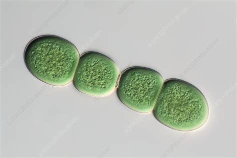 Chroococcus Cyanobacterium Light Micrograph Stock Image C0385339