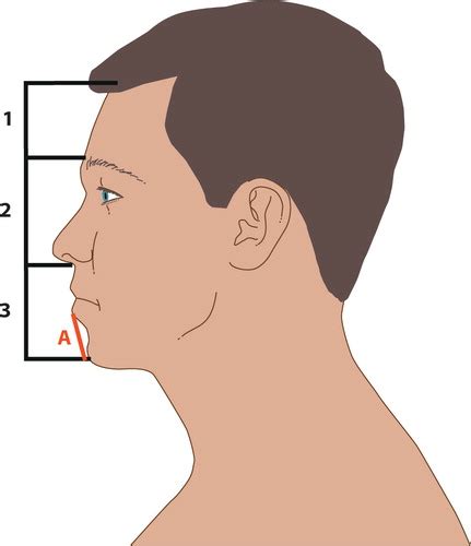 Chin Anatomy