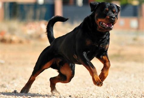 Bimba Di Anni Aggredita Da Un Rottweiler Mentre Gioca Per Strada