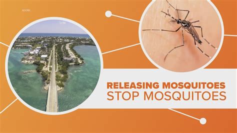 Genetically Modified Mosquitoes To Be Released In Florida Khou