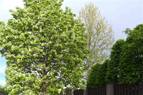 How To Grow And Care For Silver Linden Trees