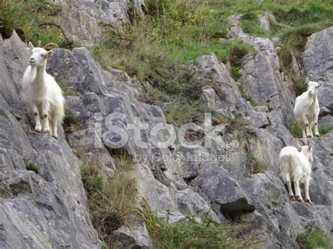 Three Wild White Mountain Goats Climbing On Steep Rocks Cliff Stock