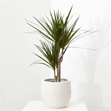 Comprar Dracena Marginata Verdecora Abonos Para Plantas Plantas