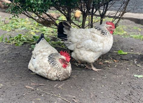 Best Meat Chicken Breeds For Your Backyard Coop Outdoor Happens