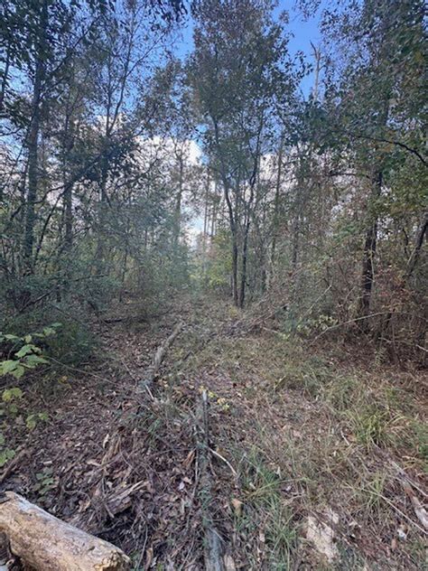 Righthand Creek Tract, Allen Parish, 44 Acres ≠ | Allen Parish | Ragley, LA