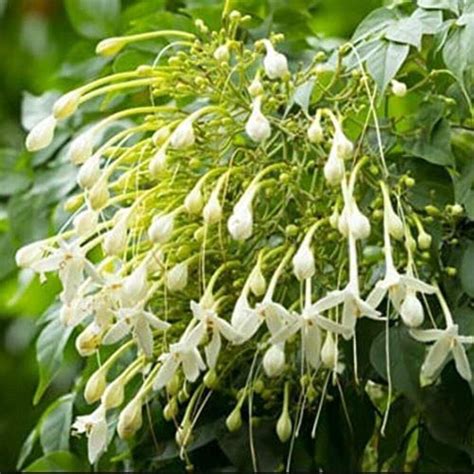 Plant Nursery Online Millingtonia Hortensis Tree Jasmine Indian Cork