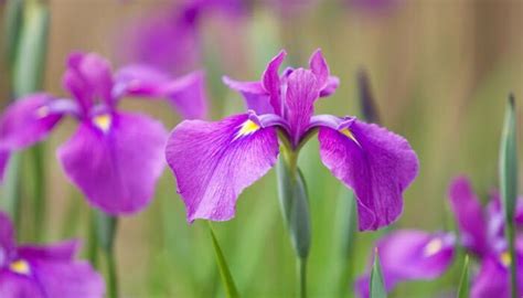 アイリスの花言葉｜種類、特徴、色別の花言葉 Lovegreenラブグリーン