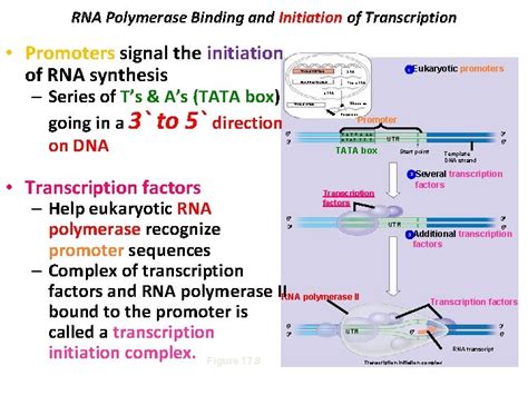 Chapter 14 Gene Expression From Gene To Protein