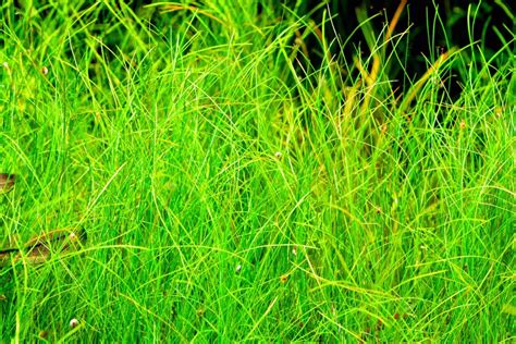 Dwarf Hairgrass Care Guide Planting And Carpet