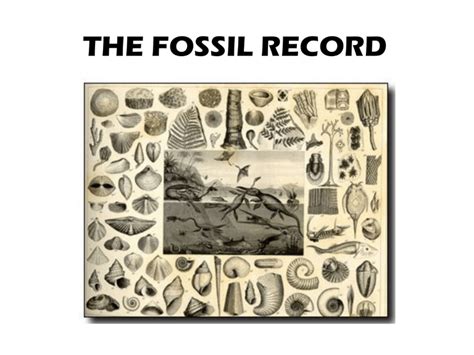 The Fossil Record