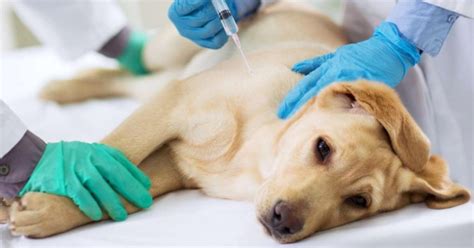 Emergencia Con Tu Perro Hospitales Veterinarios Que Atienden 24 Horas