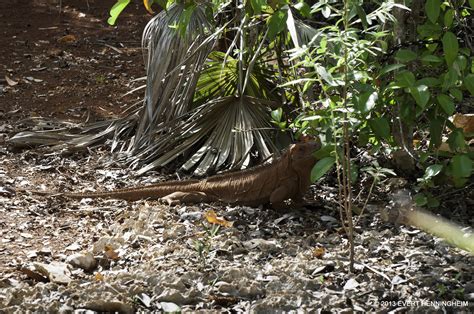 Jamaican Iguana