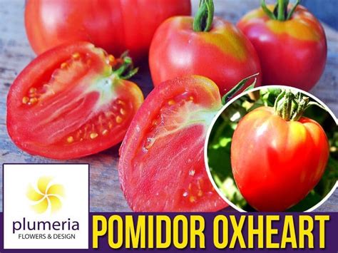 Pomidor Oxheart Bawole Serce Nasiona Niska Cena Plumeria Pl