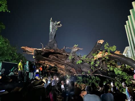 Umaru Fofana On Twitter Whats Left Of Freetowns Iconic Cotton Tree