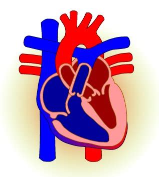 Juegos de Ciencias Juego de Partes del corazón 6º Primaria Cerebriti