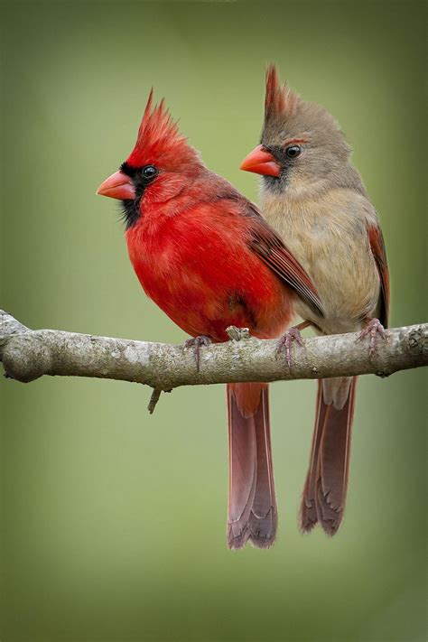 Northern Cardinal Bird