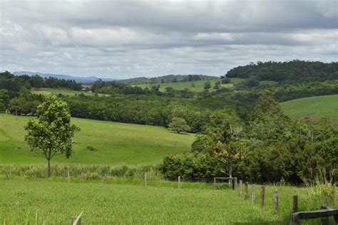 Australia’s rainforest species gain ground through landscape linkages